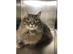 Adopt Eleanor a Maine Coon
