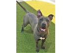 Adopt ANDREA a American Staffordshire Terrier