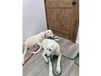 Adopt Winter and Ice a Great Pyrenees, Akbash
