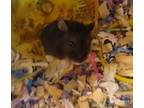 Adopt Puff a Hamster