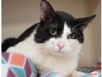 Adopt Oliver Opie a Domestic Short Hair