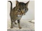 Adopt Lucy - Foster a Domestic Short Hair