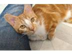 Adopt Jerry a Tabby