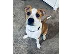 Adopt Jade a American Staffordshire Terrier, Australian Cattle Dog / Blue Heeler