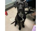 Adopt Buckeye Brownie a Pit Bull Terrier, Black Labrador Retriever