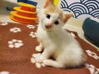 Adopt Toshi *AVAILABLE IN JUNE* a Domestic Short Hair, Turkish Van