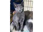 Adopt Trout *AVAILABLE IN JUNE* a Domestic Short Hair, Russian Blue