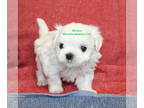 Maltese PUPPY FOR SALE ADN-388812 - Maltese Puppy