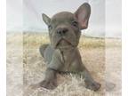 French Bulldog PUPPY FOR SALE ADN-388907 - Wilson French Bulldog