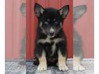 Pomsky PUPPY FOR SALE ADN-388663 - Pomsky For Sale Wooster OH Male Dallas