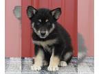 Pomsky PUPPY FOR SALE ADN-388666 - Pomsky For Sale Wooster OH Male Boomer