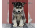Pomsky PUPPY FOR SALE ADN-388668 - Pomsky For Sale Wooster OH Male Brody