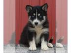 Pomsky PUPPY FOR SALE ADN-388670 - Pomsky For Sale Wooster OH Female Daisy