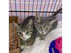 Adopt Char and Spike a Domestic Short Hair, Tabby