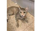 Adopt Ginger a Dilute Calico, Tabby
