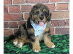 Miniature Bernedoodle PUPPY FOR SALE ADN-389003 - Tricolor and Merle