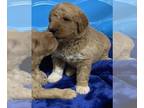 Pyredoodle PUPPY FOR SALE ADN-388984 - Doodle Puppies