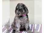 Poodle (Standard) PUPPY FOR SALE ADN-388990 - Poodle Puppies Beautiful Blue