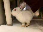 Adopt Cloud a Bunny Rabbit