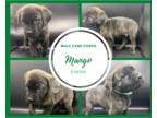 Cane Corso PUPPY FOR SALE ADN-388467 - Cane Corso Puppies Available