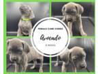 Cane Corso PUPPY FOR SALE ADN-388469 - Cane Corso Puppies Available