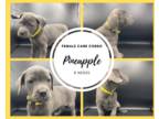 Cane Corso PUPPY FOR SALE ADN-388472 - Cane Corso Puppies Available