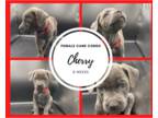 Cane Corso PUPPY FOR SALE ADN-388475 - Cane Corso Puppies Available