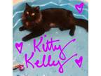 Adopt Kitty Kelly a Domestic Long Hair
