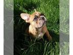 French Bulldog PUPPY FOR SALE ADN-388955 - Merle Fawn French Bulldog puppy