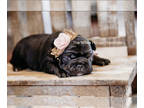 French Bulldog PUPPY FOR SALE ADN-389002 - Stella