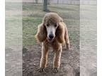 Poodle (Standard) DOG FOR ADOPTION ADN-388598 - Apricot Poodle boy Finley