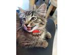 Adopt BRITTANY a Tabby