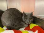 Adopt Lily a Domestic Short Hair, Russian Blue