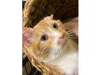 Adopt Cheddars a Tabby
