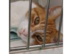 Adopt Mr. Handsome a Domestic Short Hair