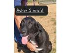 Adopt Asher a Labrador Retriever, Great Pyrenees