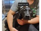 Adopt Hazel a Labrador Retriever