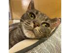 Adopt Suzette a Tabby, Silver