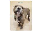 Adopt Tinker a Staffordshire Bull Terrier