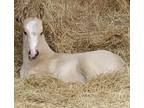Silver Grullo Filly