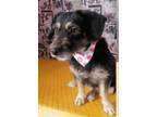 Adopt Candy a Jack Russell Terrier, Terrier
