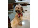 Adopt Guoguo a Mixed Breed, Poodle