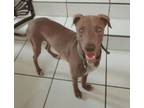 Adopt Sky a Weimaraner, Pit Bull Terrier