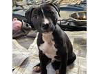 Adopt Rascal a Labrador Retriever, Pit Bull Terrier