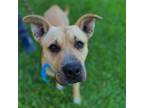 Adopt William Pawallace a Pit Bull Terrier