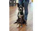 Adopt Riley a Husky, American Staffordshire Terrier