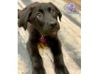 Adopt Augustine - Volcano Litter a Labrador Retriever, German Shepherd Dog