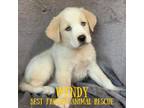 Adopt Wendy a German Shepherd Dog, Siberian Husky