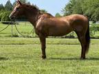 Katy 17yr old mare safe for anyone