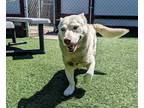 Adopt HESTON a White Husky / Corgi / Mixed dog in Salinas, CA (34715488)